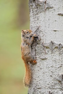 American red squirrel (Tamiasciurus hudsonicus) on a tree trunk, Jasper National Park, Alberta,