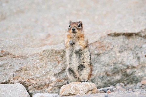 Golden mantle gopher (Callospermophilus lateralis, Spermophilus lateralis) standing upright on a