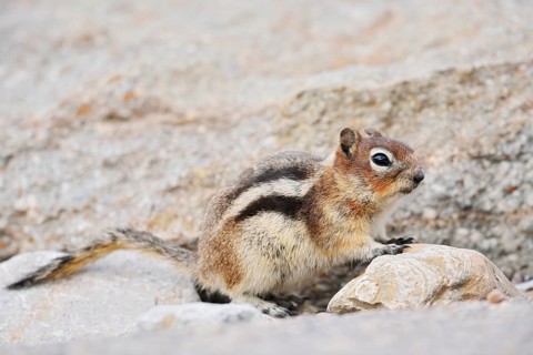 Golden mantle gopher (Callospermophilus lateralis, Spermophilus lateralis), Jasper National Park,