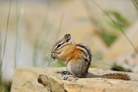 Least chipmunk (Tamias minimus) sitting on a rock eating, Waterton Lakes National Park, Alberta,