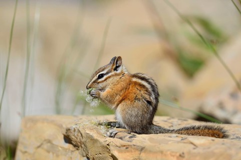Least chipmunk (Tamias minimus) sitting on a rock eating, Waterton Lakes National Park, Alberta,