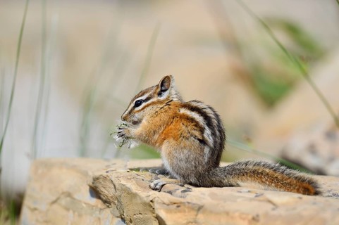 Least chipmunk (Tamias minimus) sitting on a rock eating, Waterton Lakes National Park, Alberta,
