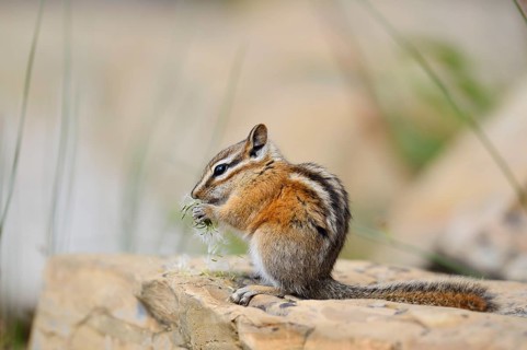 Least chipmunk (Tamias minimus) sitting on a rock eating, Waterton Lakes National Park, Alberta,