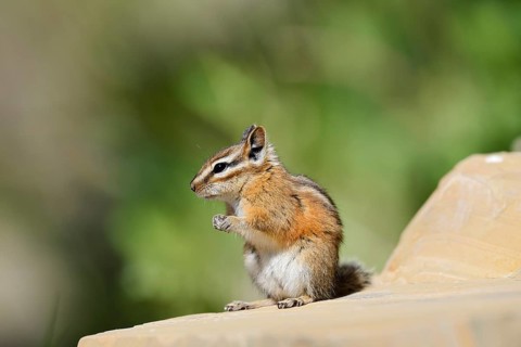 Least chipmunk (Tamias minimus) sitting on a rock, Waterton Lakes National Park, Alberta, Canada