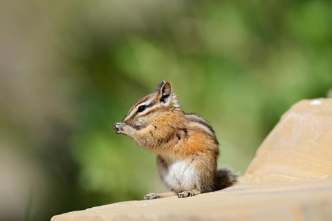 Least chipmunk (Tamias minimus) sitting on a rock eating, Waterton Lakes National Park, Alberta,