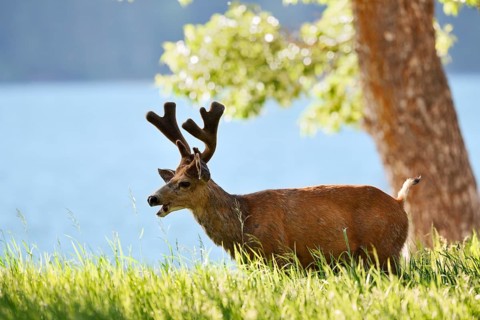 Mule deer or big-eared deer (Odocoileus hemionus), deer with velvet antlers, Waterton Lakes
