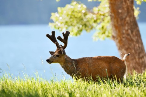 Mule deer or big-eared deer (Odocoileus hemionus), deer with velvet antlers, Waterton Lakes