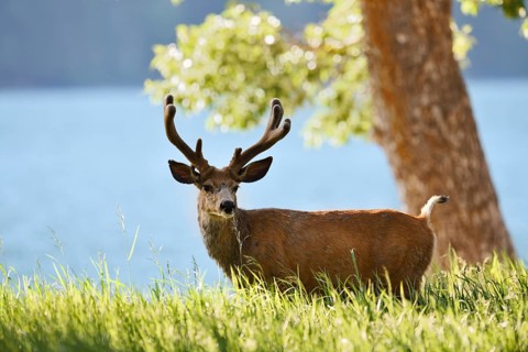 Mule deer or big-eared deer (Odocoileus hemionus), deer with velvet antlers, Waterton Lakes