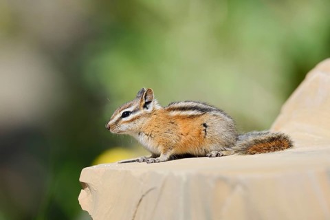 Least chipmunk (Tamias minimus) sitting on a rock, Waterton Lakes National Park, Alberta, Canada