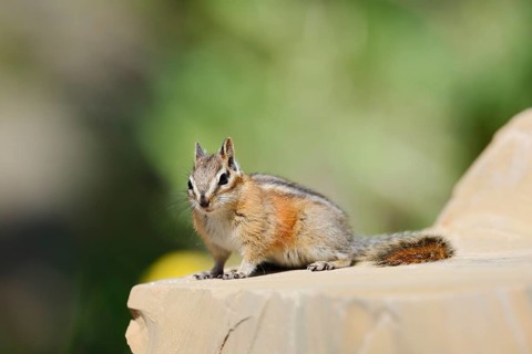 Least chipmunk (Tamias minimus) sitting on a rock, Waterton Lakes National Park, Alberta, Canada