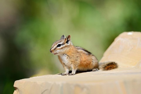 Least chipmunk (Tamias minimus) sitting on a rock, Waterton Lakes National Park, Alberta, Canada