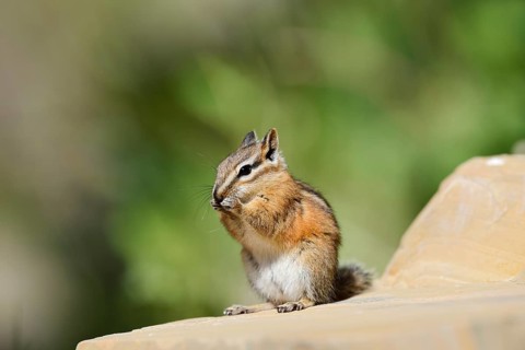 Least chipmunk (Tamias minimus) sitting on a rock eating, Waterton Lakes National Park, Alberta,