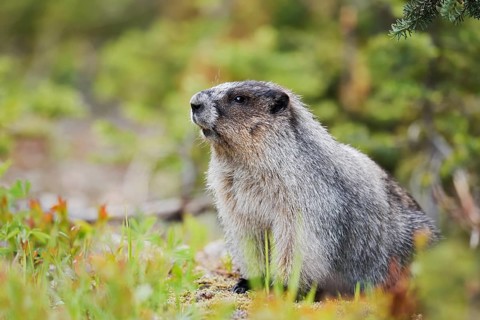 Hoary marmot (Marmota caligata), Mount Revelstoke National Park, British Columbia, Canada