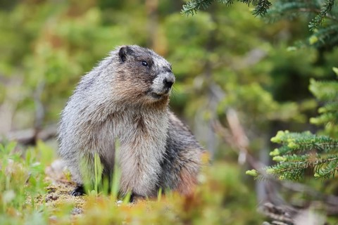 Hoary marmot (Marmota caligata), Mount Revelstoke National Park, British Columbia, Canada