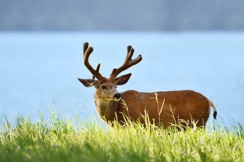 Mule deer or big-eared deer (Odocoileus hemionus), deer with velvet antlers, Waterton Lakes