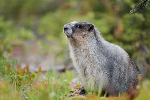 Hoary marmot (Marmota caligata), Mount Revelstoke National Park, British Columbia, Canada