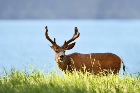 Mule deer or big-eared deer (Odocoileus hemionus), deer with velvet antlers, Waterton Lakes