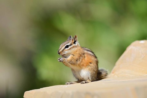 Least chipmunk (Tamias minimus) sitting on a rock eating, Waterton Lakes National Park, Alberta,