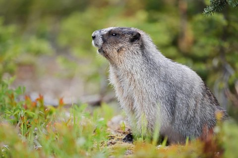 Hoary marmot (Marmota caligata), Mount Revelstoke National Park, British Columbia, Canada