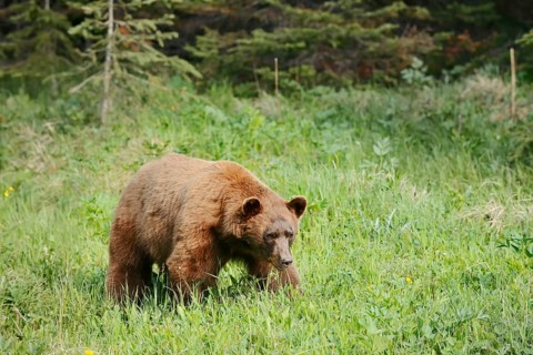 American Black Bear (Ursus americanus), cinnamon-coloured morph, Waterton Lakes National Park,