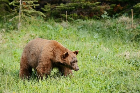 American Black Bear (Ursus americanus), cinnamon-coloured morph, Waterton Lakes National Park,