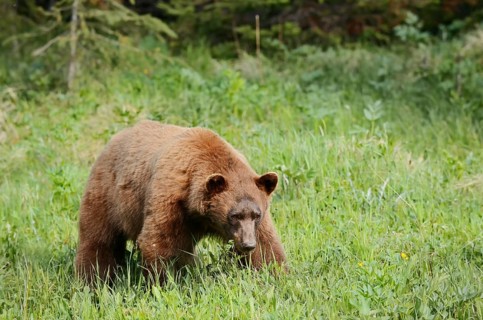 American Black Bear (Ursus americanus), cinnamon-coloured morph, Waterton Lakes National Park,