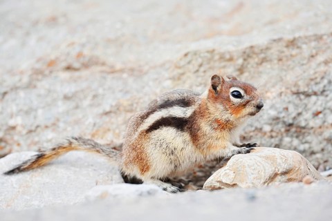 Golden mantle gopher (Callospermophilus lateralis, Spermophilus lateralis), Jasper National Park,