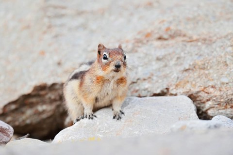 Golden mantle gopher (Callospermophilus lateralis, Spermophilus lateralis), Jasper National Park,