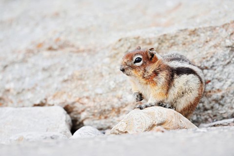 Golden mantle gopher (Callospermophilus lateralis, Spermophilus lateralis), Jasper National Park,