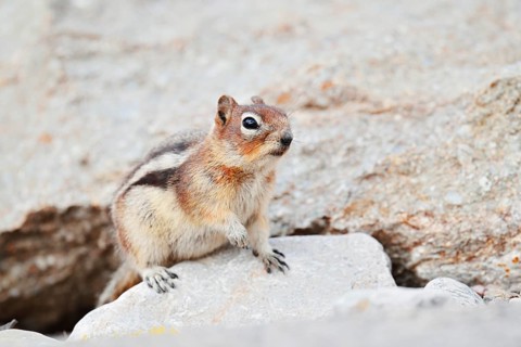 Golden mantle gopher (Callospermophilus lateralis, Spermophilus lateralis), Jasper National Park,