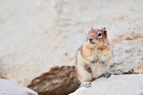Golden mantle gopher (Callospermophilus lateralis, Spermophilus lateralis), Jasper National Park,
