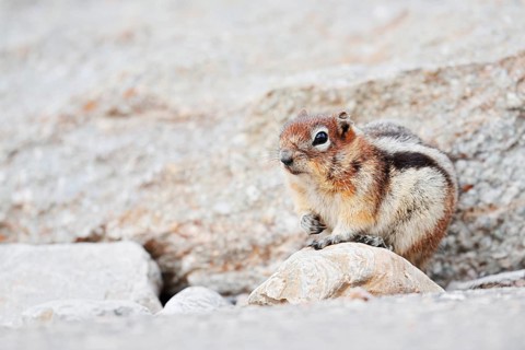 Golden mantle gopher (Callospermophilus lateralis, Spermophilus lateralis), Jasper National Park,