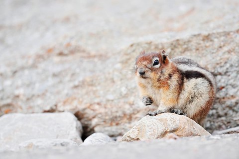 Golden mantle gopher (Callospermophilus lateralis, Spermophilus lateralis), Jasper National Park,