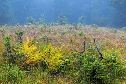 Worm fern (Dryopteris filix-mas) and small pines (Pinus) in a raised bog, Leptosporangiate ferns