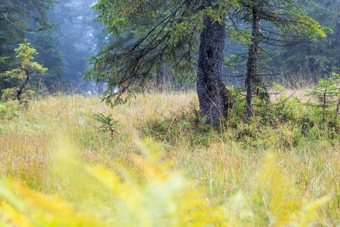 Pine (Pinus) in high moorland, Pine family (Pinaceae), Furkajoch, Vorarlberg, Austria