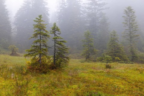 Pines (Pinus) in high moorland, Pine family (Pinaceae), autumn, Furkajoch, Vorarlberg, Austria