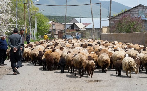 People and a large flock of sheep on a village road surrounded by mountains, Kuchak, Aragatsotn