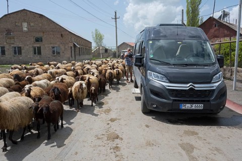 A flock of sheep shares the road with a car, a man fills up with water from a watering can, camper,