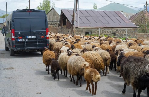 Rear view of a flock of sheep and a vehicle on a narrow road in a village, Camper, Kuchak,
