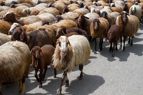 Close-up of a large herd of goats walking along a rural road, Kuchak, Aragatsotn Province, Armenia