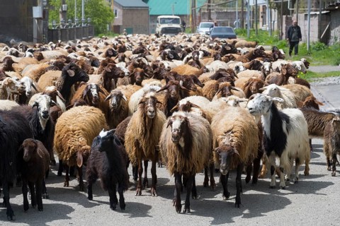 Many goats on a village road in a rural setting. People accompany the herd, Kuchak, Aragatsotn