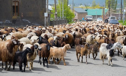 Large herd of goats and sheep wandering through a village on a road with some people and cars in