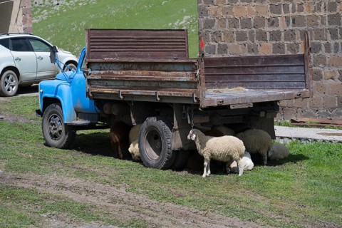 An old blue lorry stands in a meadow, surrounded by sheep, next to a brick wall, sheep seek shelter