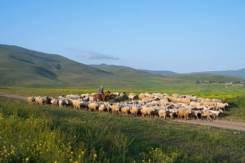 A shepherd leads a flock of sheep across a vast green pasture with rolling hills in the background