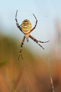 Wasp spider (Argiope bruennichi), female in web, North Rhine-Westphalia, Germany