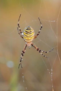 Wasp spider (Argiope bruennichi), female in web, North Rhine-Westphalia, Germany