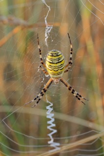 Wasp spider (Argiope bruennichi), female in web, North Rhine-Westphalia, Germany