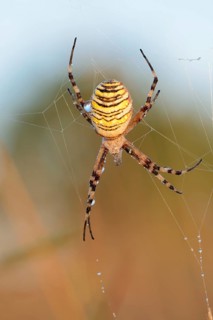 Wasp spider (Argiope bruennichi), female in web, North Rhine-Westphalia, Germany