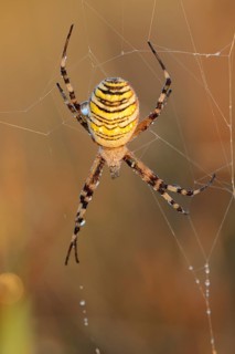 Wasp spider (Argiope bruennichi), female in web, North Rhine-Westphalia, Germany