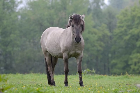 Tail horse (Equus ferus ferus caballus, Equus przewalskii ferus caballus) in a meadow, North